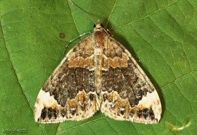 Orange-barred Carpet Moth Dysstroma hersiliata #7189