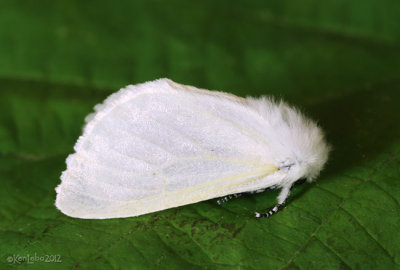 Satin Moth Leucoma salicis #8319