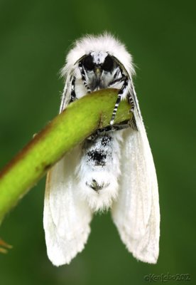 Satin Moth Leucoma salicis #8319