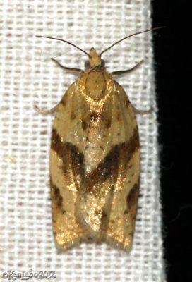Orange Tortrix Moth Argyrotaenia franciscana #3612