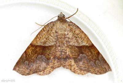 American Barred Umber Moth Plagodis pulveraria #6836