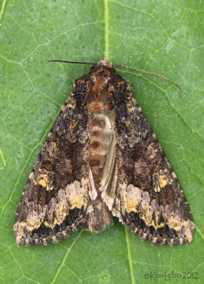 Yellow-headed Cutworm Moth Apamea amputatrix #9348