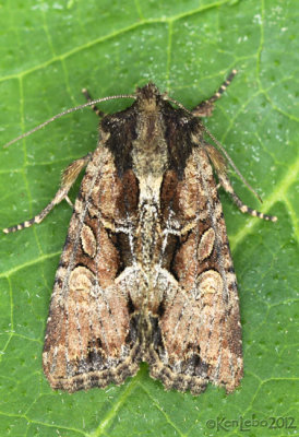 Oblique Brocade Moth Xylomoia indirecta #9401