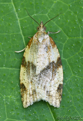 Light Brown Apple Moth Epiphyas postvittana #3693.1