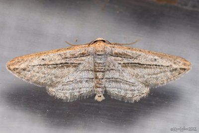 Five-lined Gray Moth Glena quinquelinearia #6453