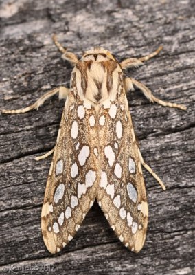Silver-spotted Tiger Moth Lophocampa argentata #8209