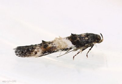 Sweetclover Root Borer Moth Walshia miscecolorella #1615