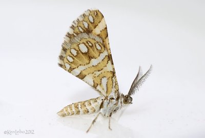 Green Broomweed Looper Moth Fernaldella fimetaria #6420