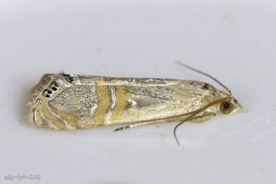 California Grass-veneer Moth Euchromius californicalis #5455