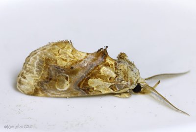 Moonseed Moth Plusiodonta compressipalpis #8534