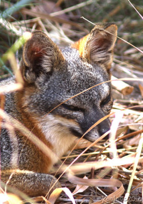 Island Gray Fox