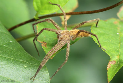 Nursery web spider Pisaurina mira