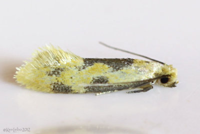 Yellow Wave Moth Hybroma servulella #0300