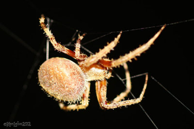 Arboreal Orbweaver female Neoscona crucifera