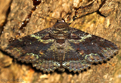 Green-dusted Zale Moth Zale aeruginosa #8694