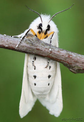 Virginian Tiger Moth Spilosoma virginica #8137
