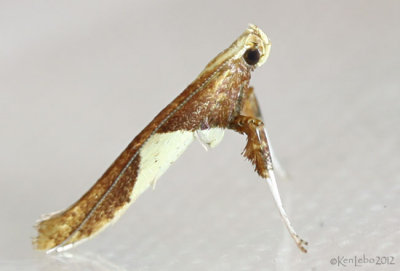 Caloptilia packardella #0620