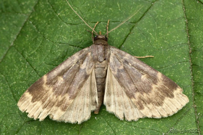 Glossy Black Idia Moth Idia lubricalis #8334