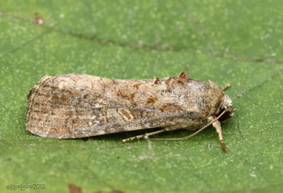 Fall Armyworm Moth Spodoptera frugiperda #9666