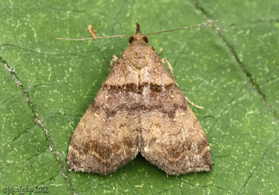 Ambiguous Moth Lascoria ambigualis #8393