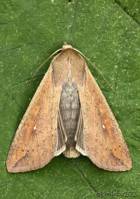 Armyworm Moth Mythimna unipuncta #10438