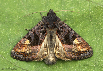American Angle Shades Moth Euplexia benesimilis #9545