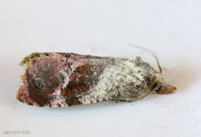 Holland's Cochylid Moth Thyraylia hollandana #3847