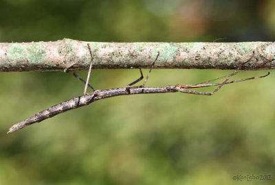 Northern Walkingstick female