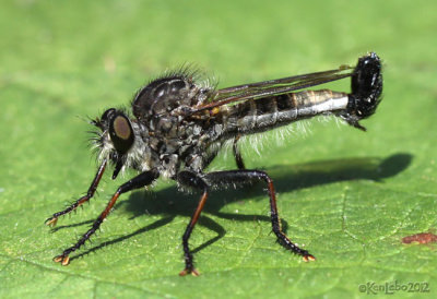 Robber Fly Efferia aestuans