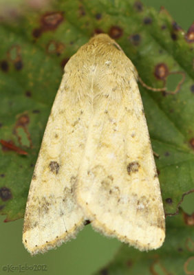 Corn Earworm Moth Helicoverpa zea #11068