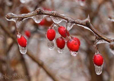 ice