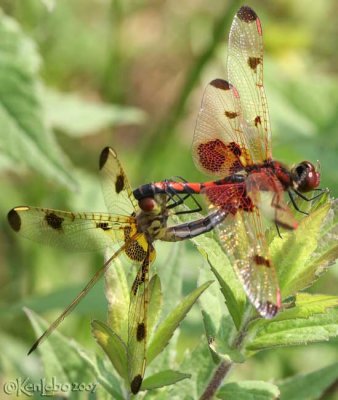 Calico Pennant Celithemis elisa wheel