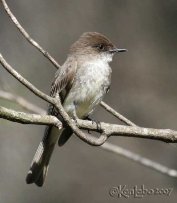 Eastern Phoebe