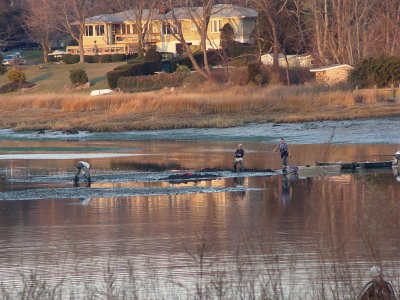 clam digging in Old Field.JPG