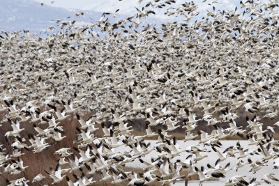 Snow and Ross geese mix