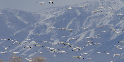snow geese coming in