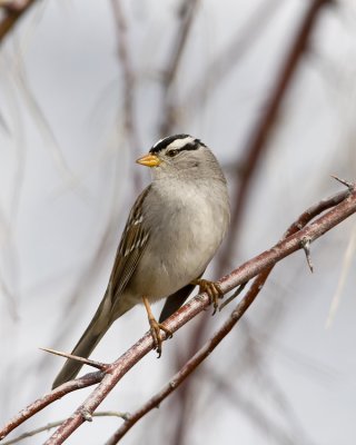 White-crowned sparrow