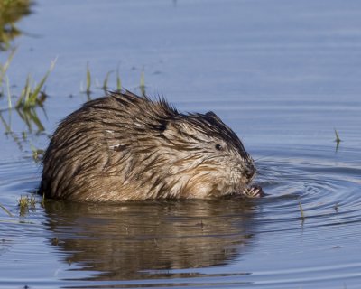 muskrat