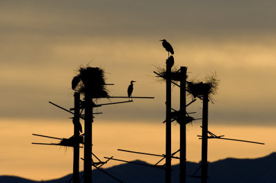 Great blue heron's nesting site