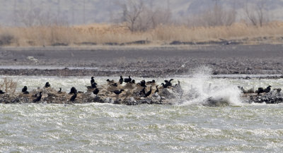 Double crested cormorant rookery