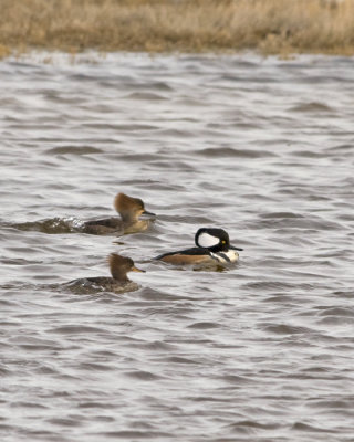 Hooded Merganser