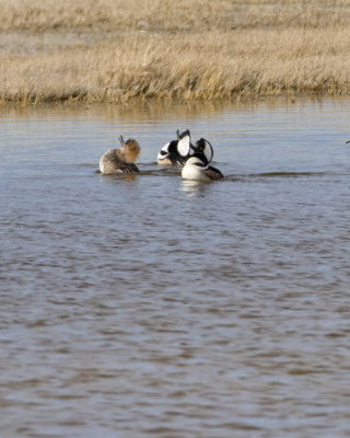 Hooded Mergansers doing the courtship boogey