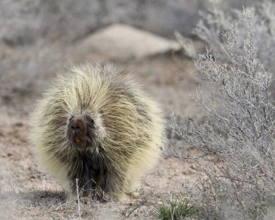 Porcupine