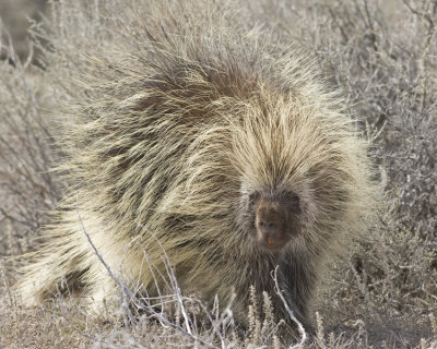 Porcupine