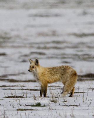 Red Fox