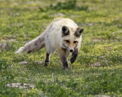 Red Fox