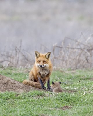Red Fox den