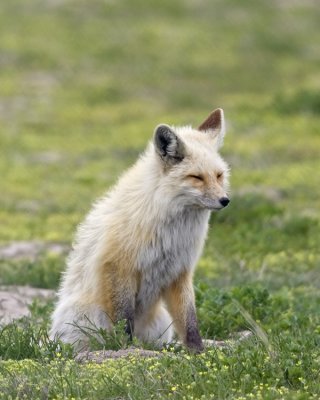 Red Fox