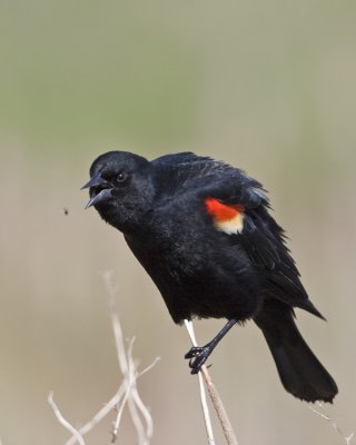 Red-winged blackbird  snacking on bugs