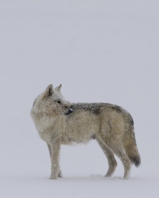 Wolf 